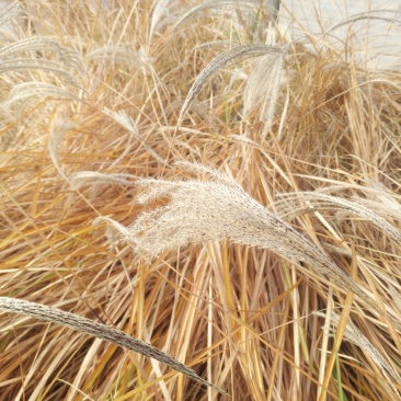 矢羽芒营养杯苗观赏草基地量大优惠袋苗矢羽芒