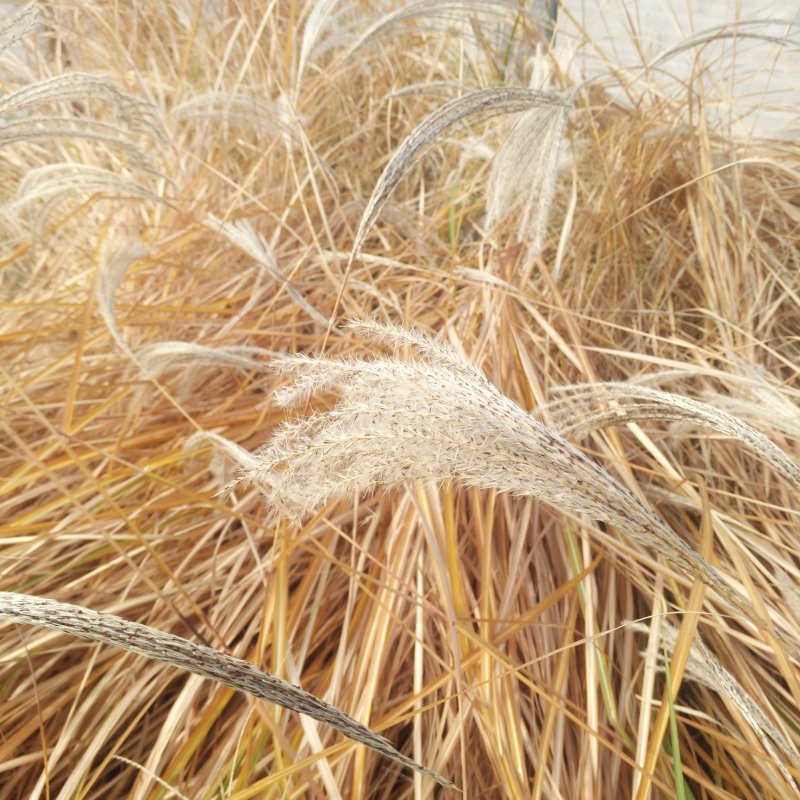 矢羽芒营养杯苗观赏草基地量大优惠袋苗矢羽芒