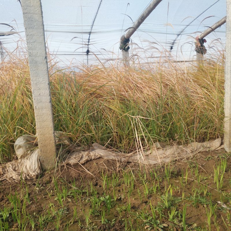 矢羽芒营养杯苗观赏草基地量大优惠袋苗矢羽芒