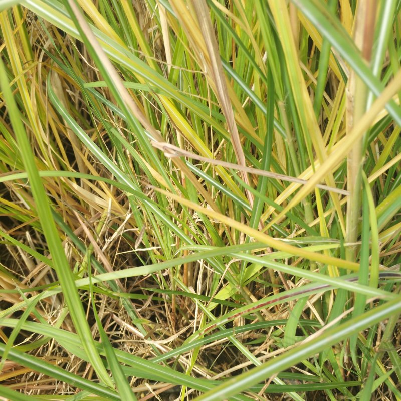 矢羽芒营养杯苗观赏草基地量大优惠袋苗矢羽芒