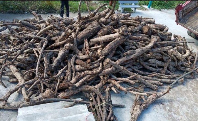 葛根，柴葛根