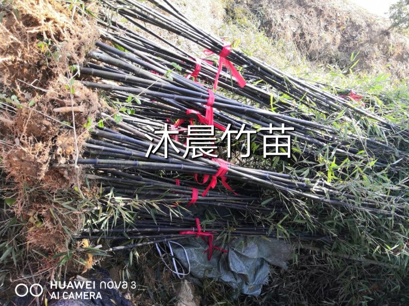 紫竹苗竹子竹苗绿化竹苗成活率高基地直发竹类植物