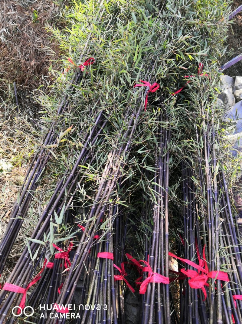 紫竹苗竹子竹苗绿化竹苗成活率高基地直发竹类植物