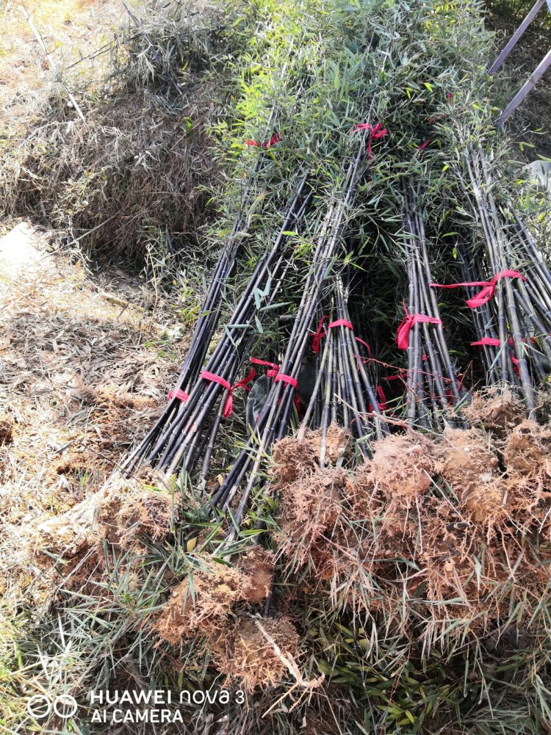 紫竹苗竹子竹苗绿化竹苗成活率高基地直发竹类植物