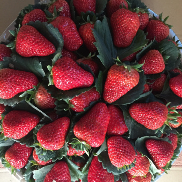 红颜巧克力🍓🍓