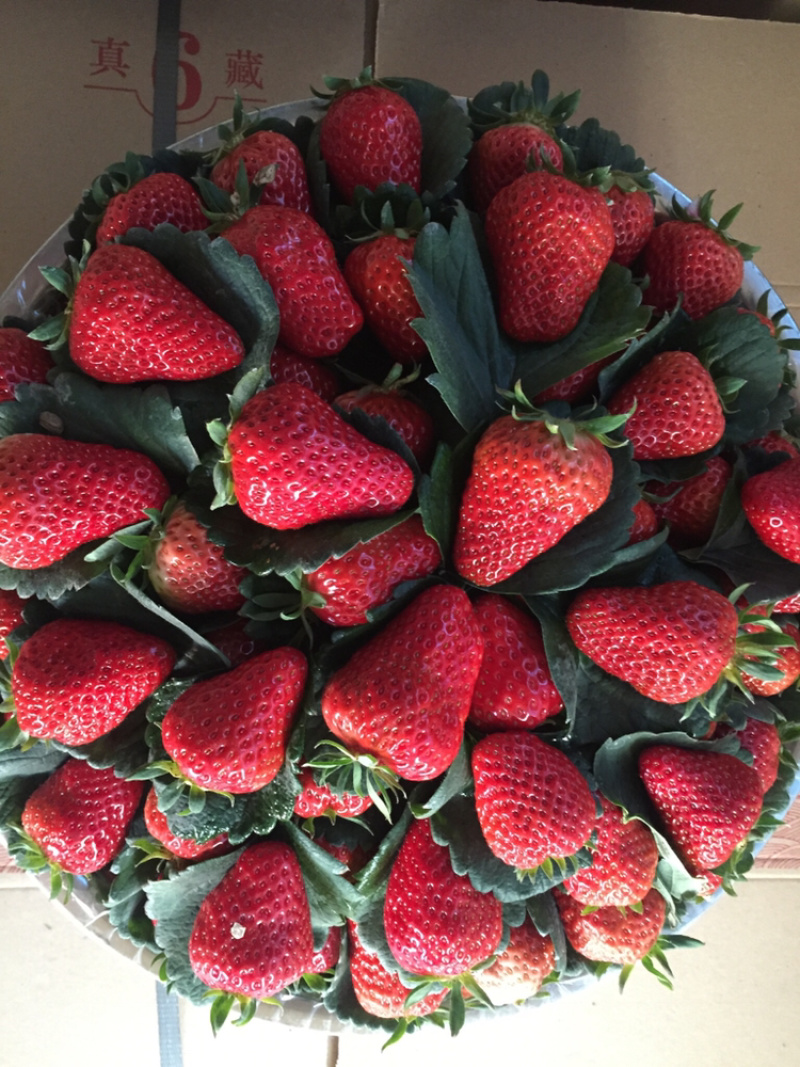 红颜巧克力🍓🍓