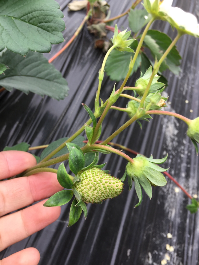 红颜巧克力🍓🍓