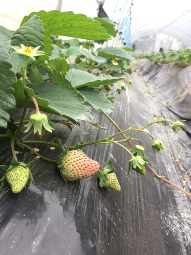 红颜巧克力🍓🍓