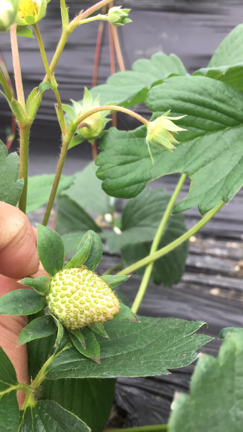 红颜巧克力🍓🍓