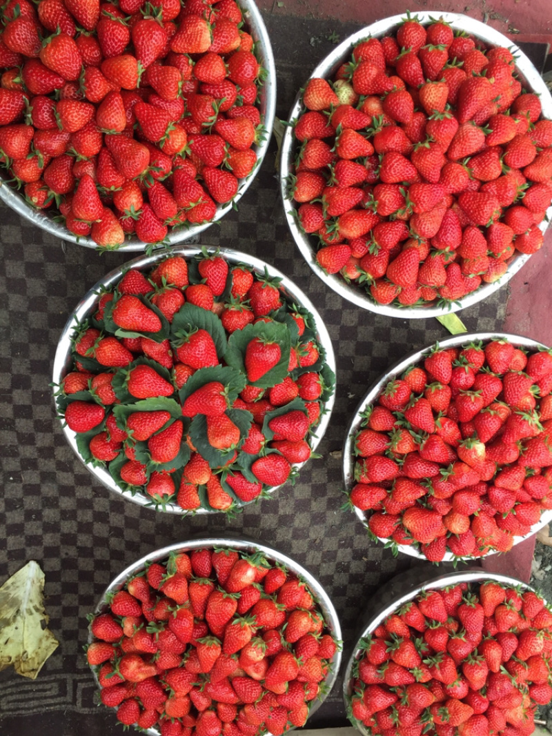 红颜巧克力🍓🍓