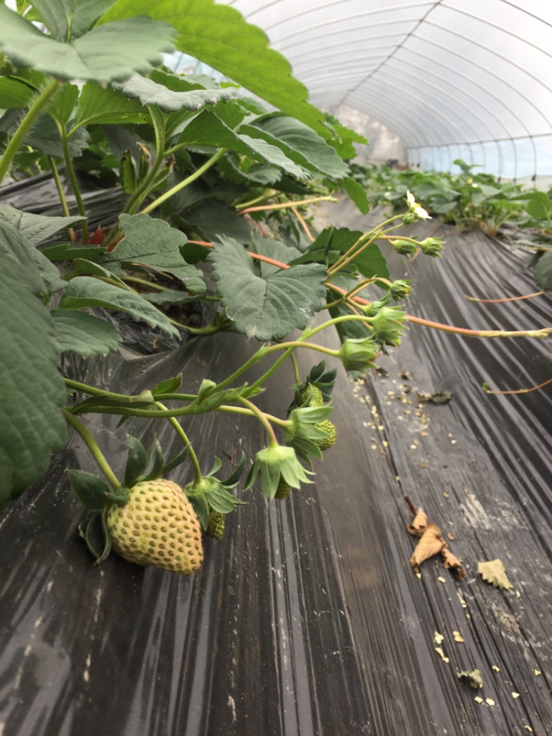 红颜巧克力🍓🍓