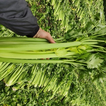 优质芹菜