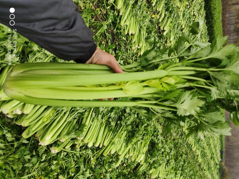 优质芹菜