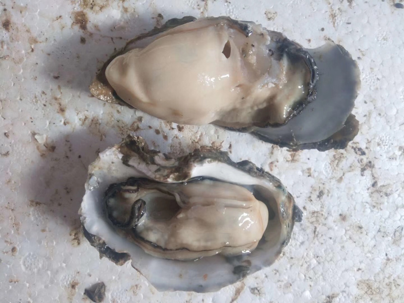 湛江官渡生蚝（烧烤生蚝，火锅专用生蚝）