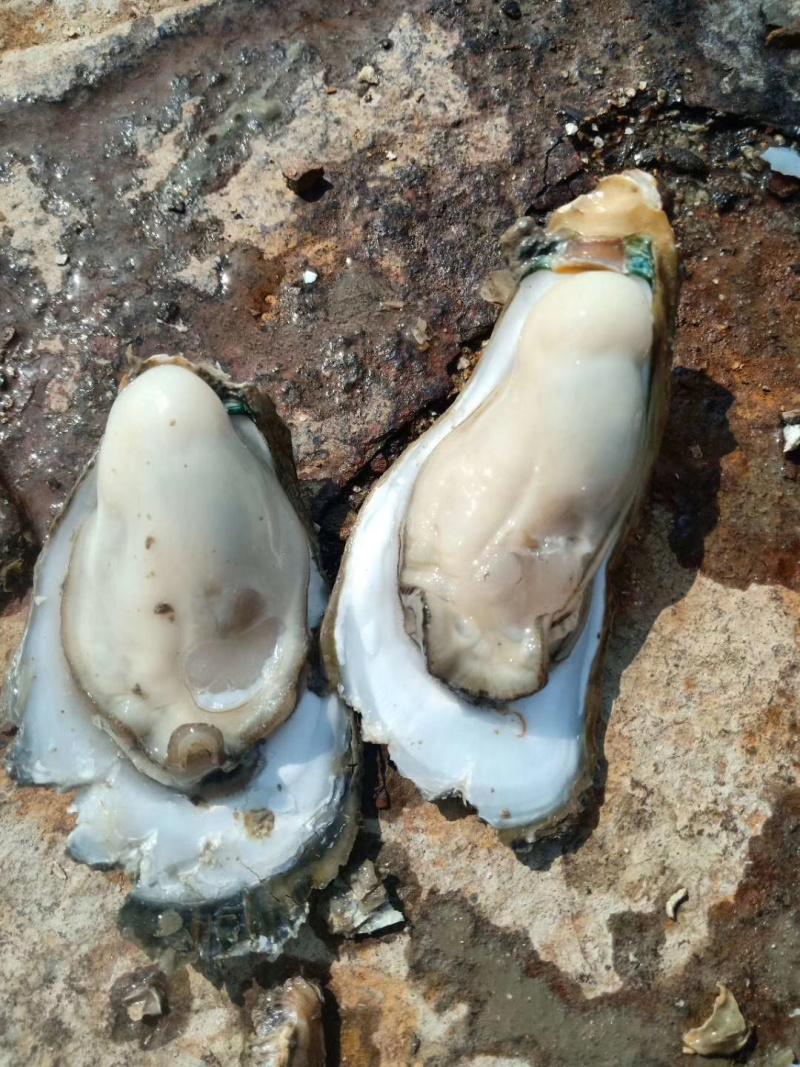 湛江官渡生蚝（烧烤生蚝，火锅专用生蚝）