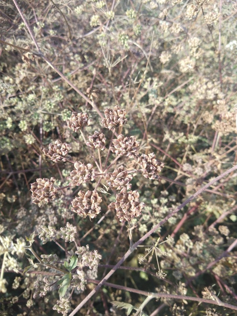 出售前胡种子