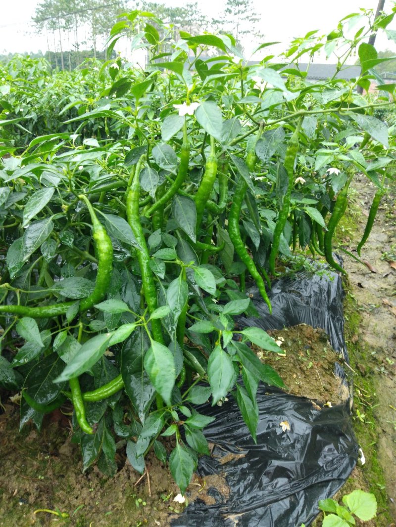 【现摘现发】精品线椒产地直发货量充足一手货源全国代发
