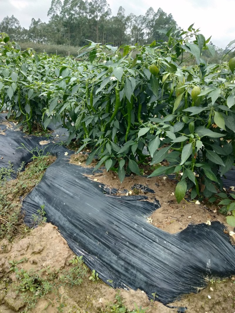 【现摘现发】精品线椒产地直发货量充足一手货源全国代发