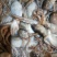 八爪鱼新鲜小章鱼冷冻章鱼足网红爆头八爪鱼鲜活小八爪鱼