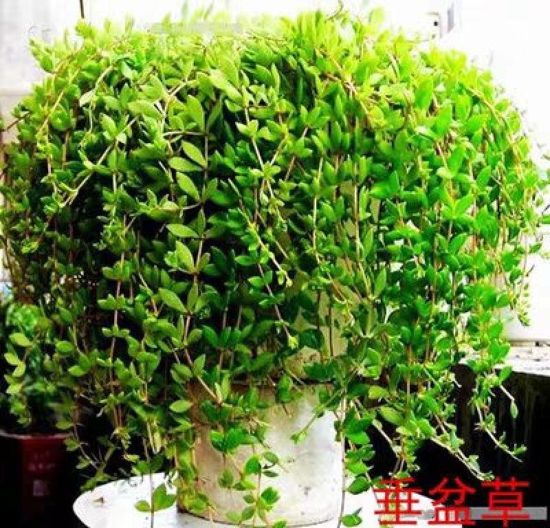 垂盆草中药材植物花苗食用养肝清热解毒吊兰盆栽花卉绿植四季