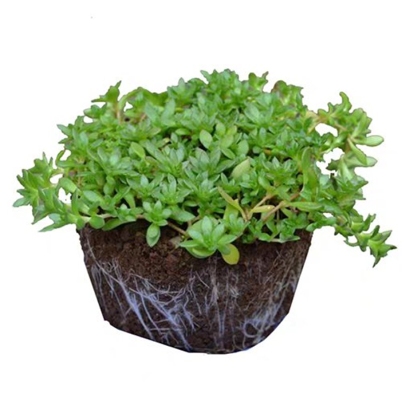 垂盆草中药材植物花苗食用养肝清热解毒吊兰盆栽花卉绿植四季