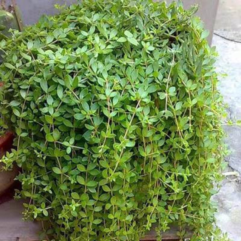 垂盆草中药材植物花苗食用养肝清热解毒吊兰盆栽花卉绿植四季