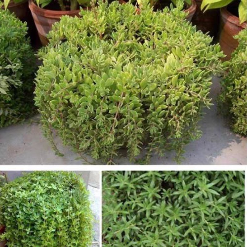 垂盆草中药材植物花苗食用养肝清热解毒吊兰盆栽花卉绿植四季