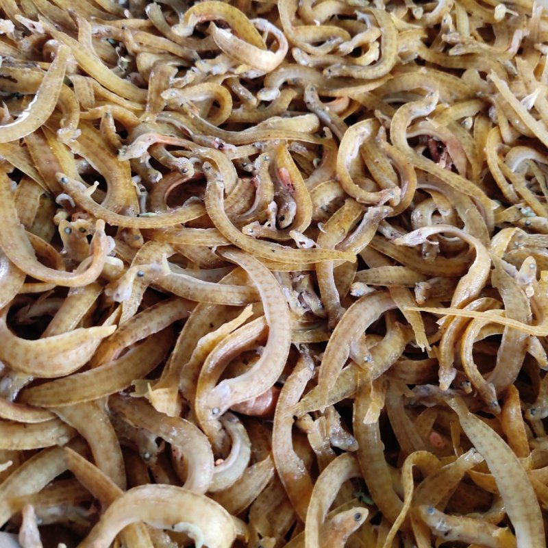凤尾鱼面条鱼银鱼干，食品厂香辣丁香鱼原料大量现货可根据