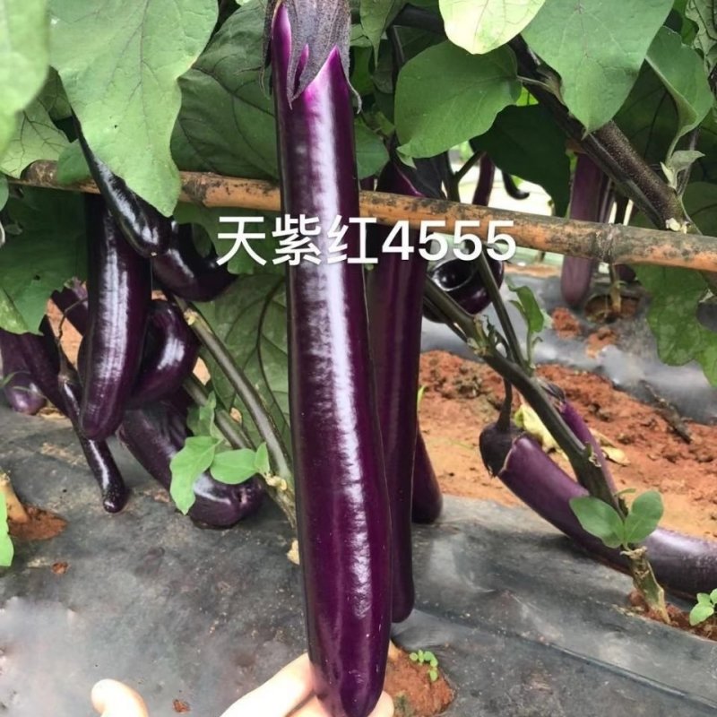 【善茄天紫红4555】茄子种子紫红长棒长型杂交紫红油亮中