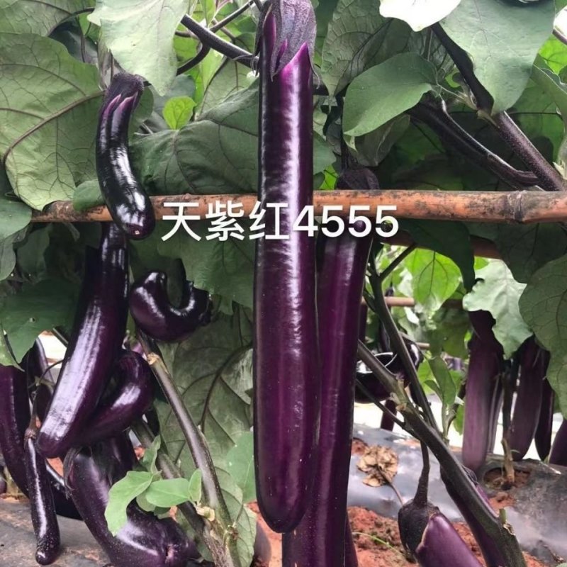 【善茄天紫红4555】茄子种子紫红长棒长型杂交紫红油亮中