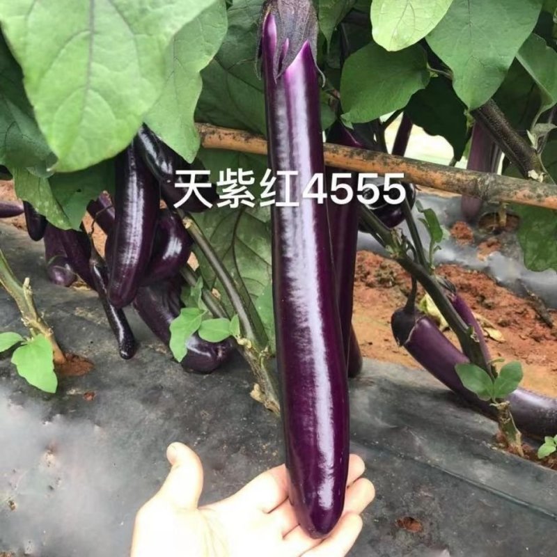 【善茄天紫红4555】茄子种子紫红长棒长型杂交紫红油亮中