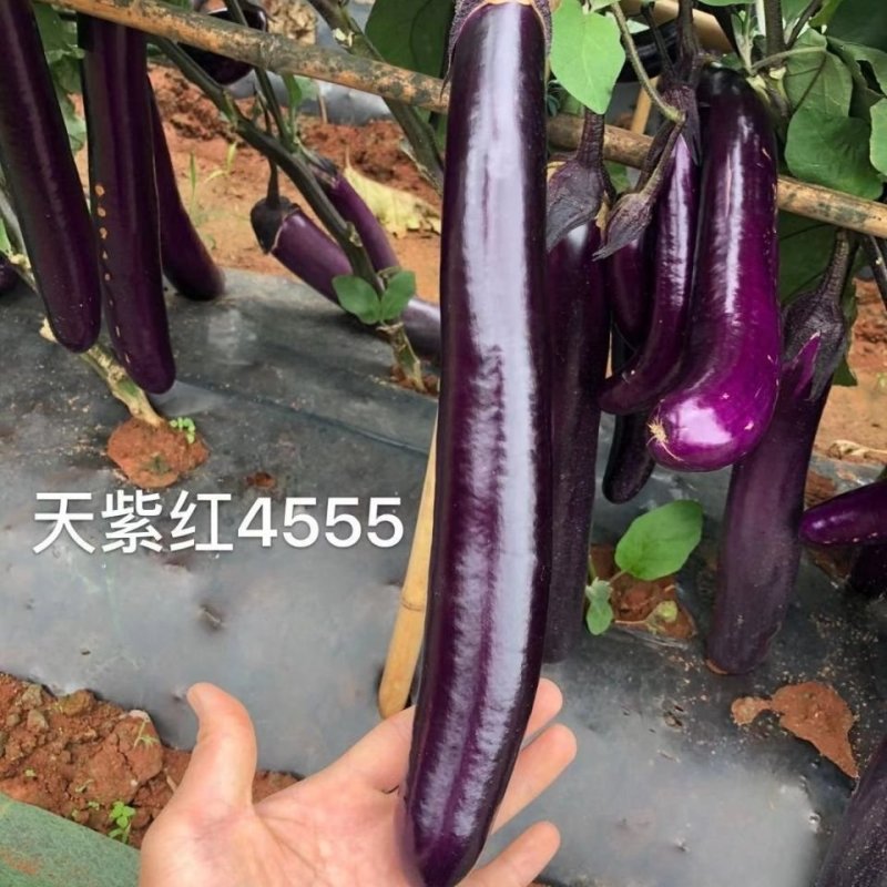 【善茄天紫红4555】茄子种子紫红长棒长型杂交紫红油亮中