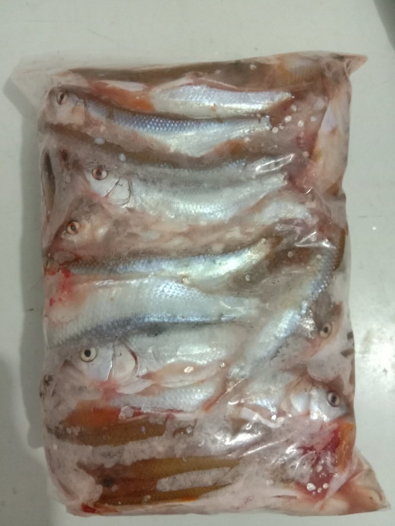 淡水鱼类