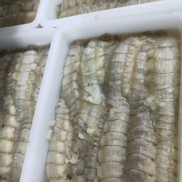 皮皮虾肉新鲜皮皮虾虾姑鲜剥