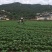 飞防服务