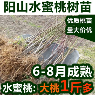 水蜜桃树苗嫁接阳山水蜜桃树苗黄桃冬桃当年结果