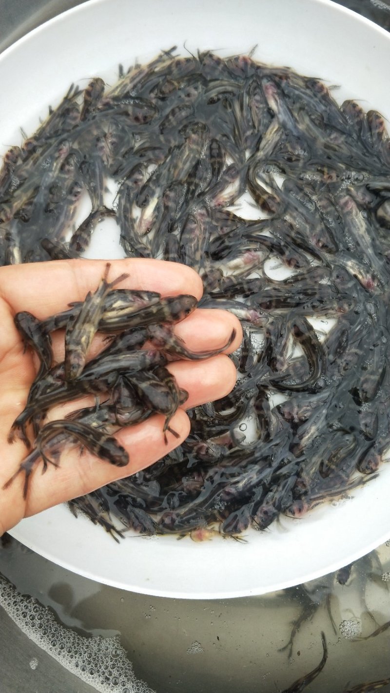 鲜活生猛黄辣丁鱼黄骨鱼苗吃什么？黄骨鱼苗一尾价钱_