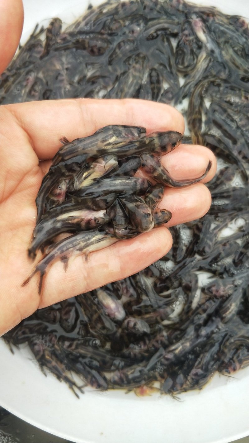 鲜活生猛黄辣丁鱼黄骨鱼苗吃什么？黄骨鱼苗一尾价钱_