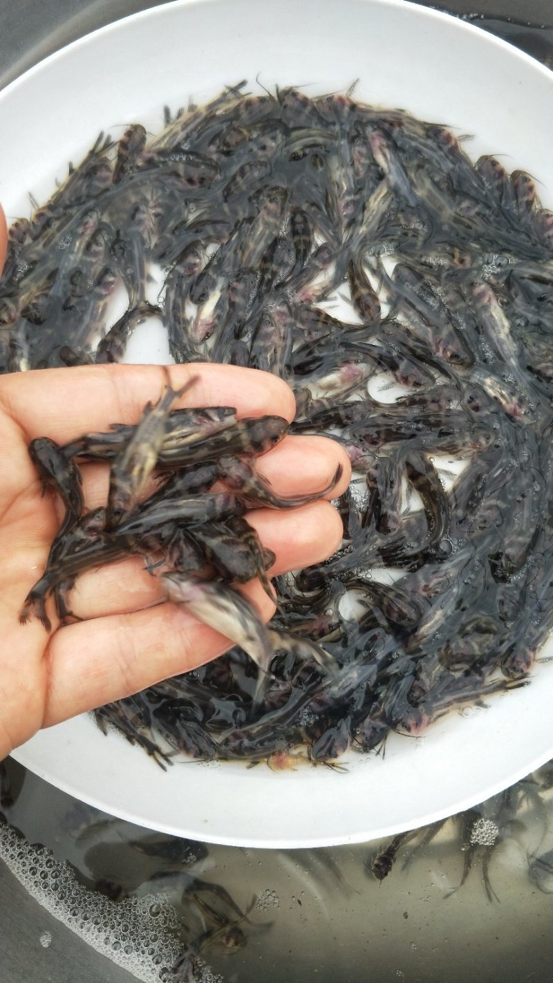 鲜活生猛黄辣丁鱼黄骨鱼苗吃什么？黄骨鱼苗一尾价钱_