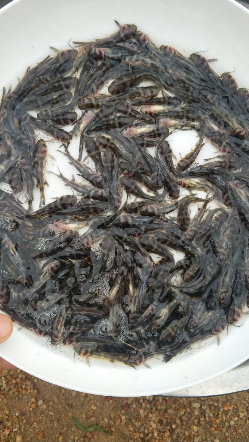 鲜活生猛黄辣丁鱼黄骨鱼苗吃什么？黄骨鱼苗一尾价钱_