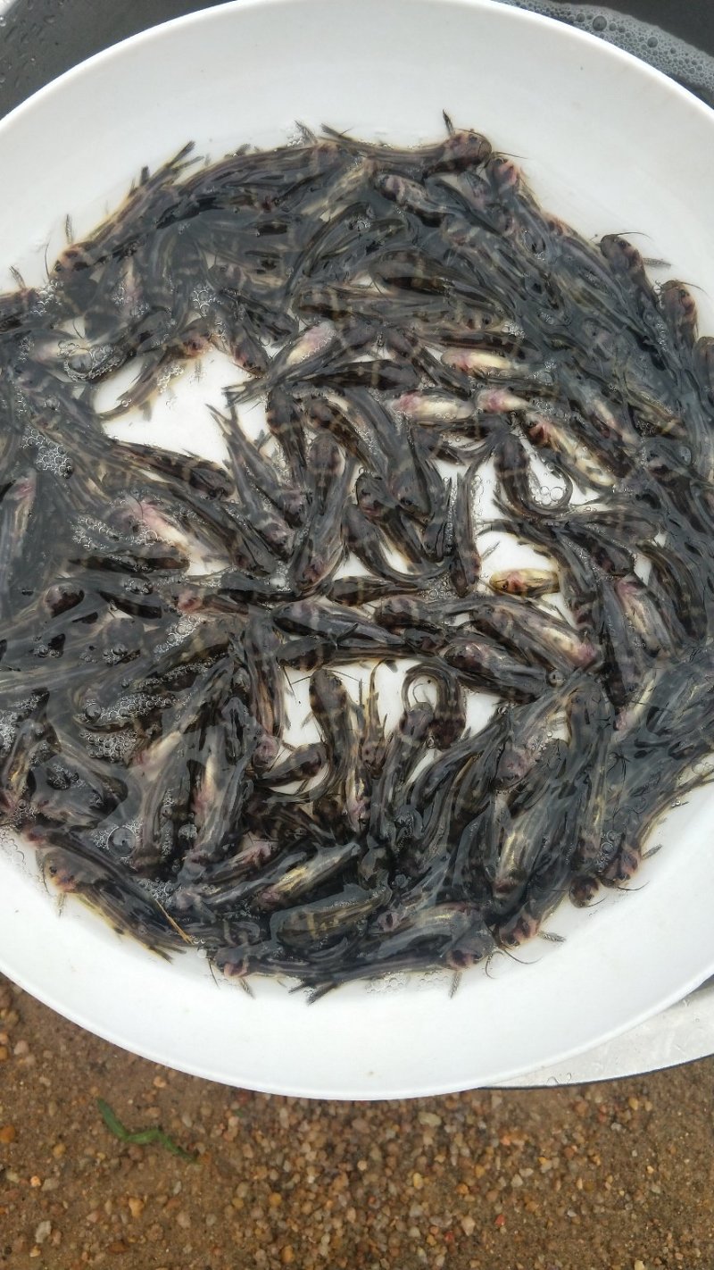 鲜活生猛黄辣丁鱼黄骨鱼苗吃什么？黄骨鱼苗一尾价钱_