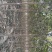 【精品】河南梓树全国供应产地直销杜绝假苗劣质苗质优价廉
