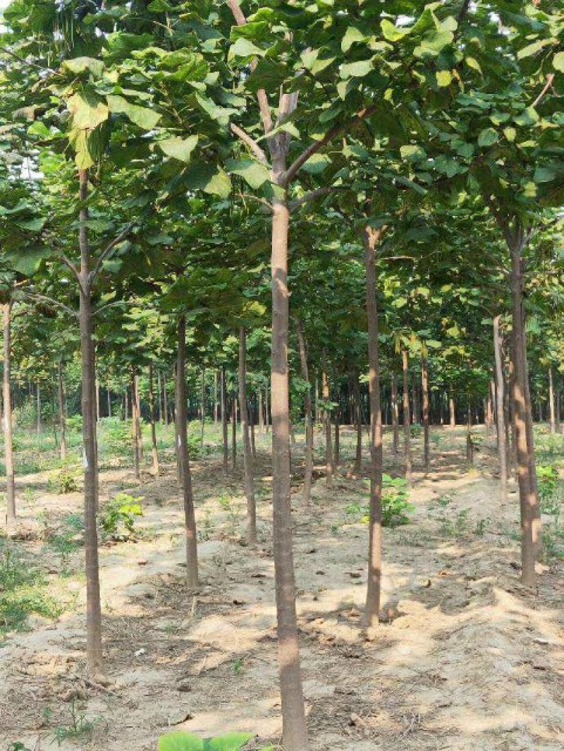【精品】河南梓树全国供应产地直销杜绝假苗劣质苗质优价廉