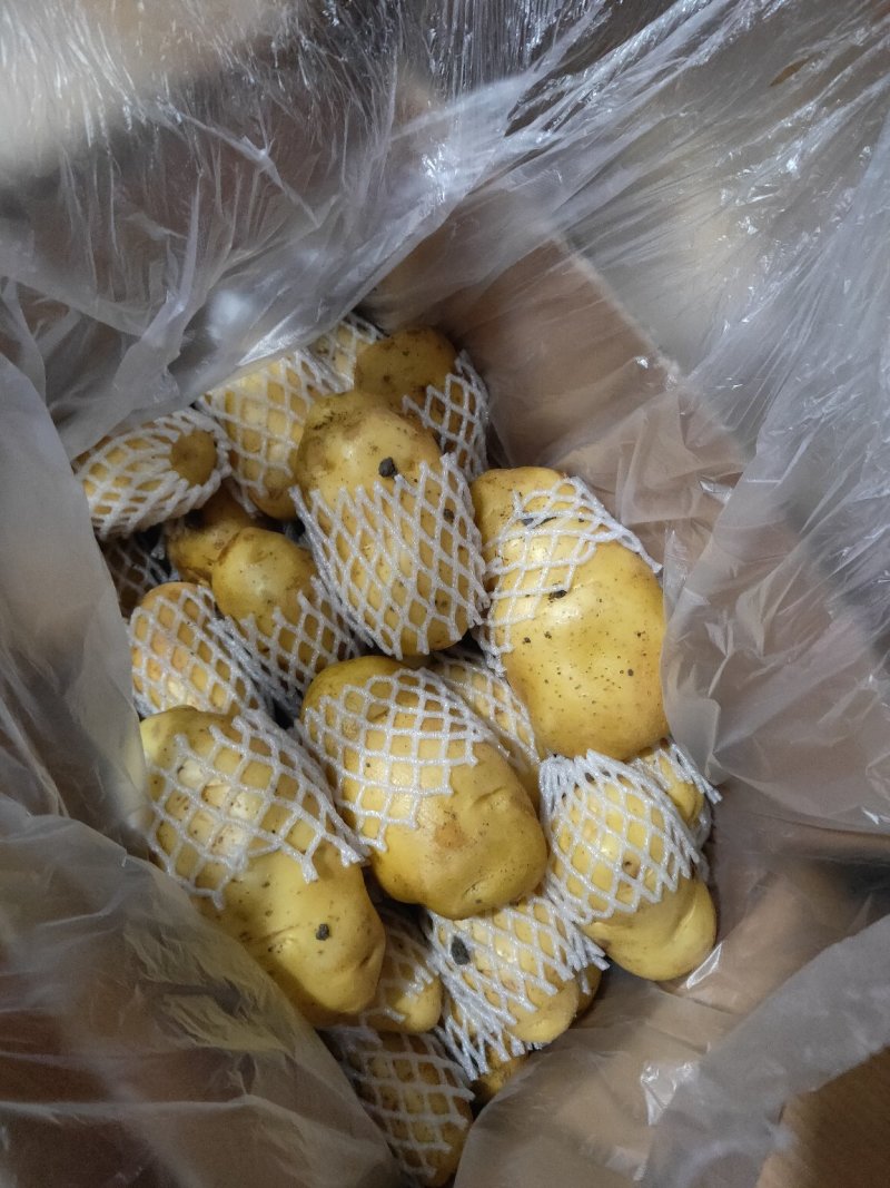 精品土豆，荷兰十五土豆，供应中。物流全国。产地直发。