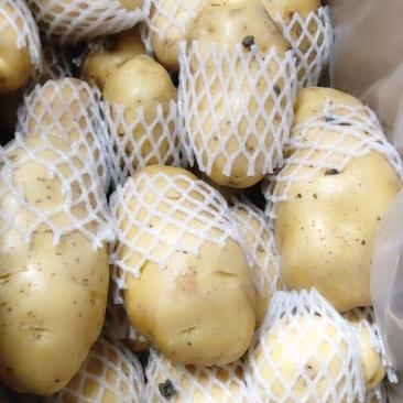 精品土豆，荷兰十五土豆，供应中。物流全国。产地直发。