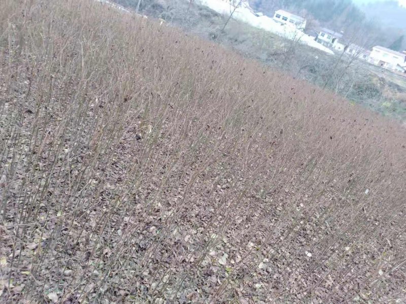 秦岭野生嫁接红拐枣苗