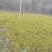 秦岭野生嫁接红拐枣苗