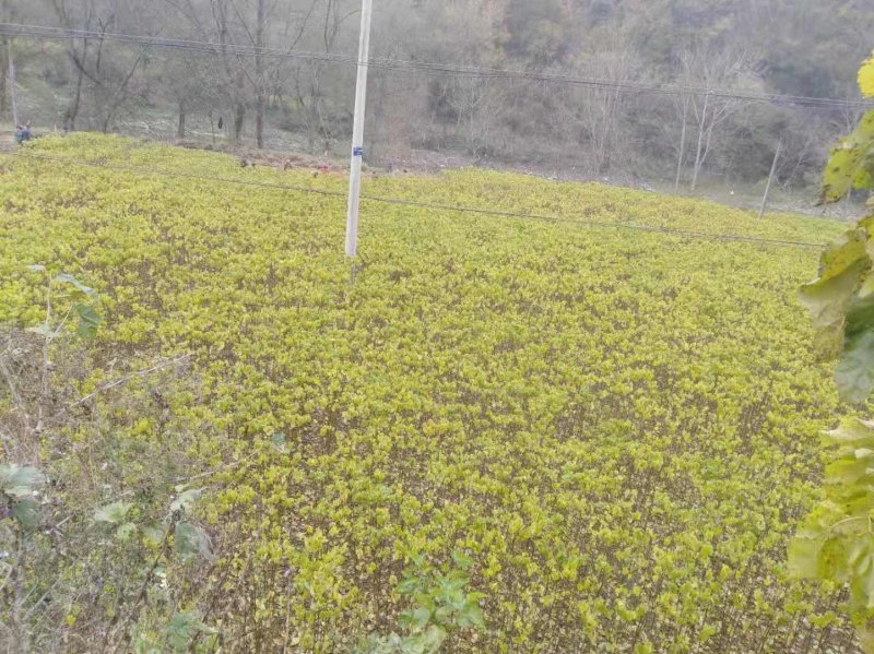 秦岭野生嫁接红拐枣苗