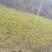 秦岭野生嫁接红拐枣苗
