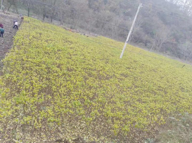 秦岭野生嫁接红拐枣苗